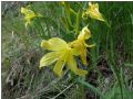 Hemerocallis lilioasphodelus